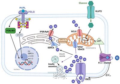 Beta-Cell Adaptation to Pregnancy – Role of Calcium Dynamics